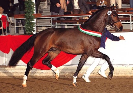 Fidertanz