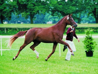 Passionata, moeder Quaterback