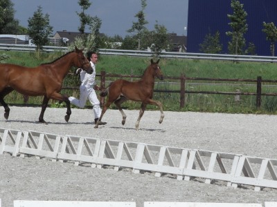 Qb-El corona - Van Goethem - ReserveSieger Belgisch. Championnat Gèsves