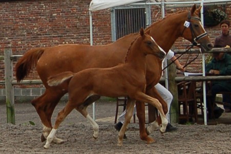 Quo Vadis - QB-Wolkentanz II - Tuypens Isolde - Sieger champ. Lier
