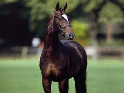 Sir donnerhall