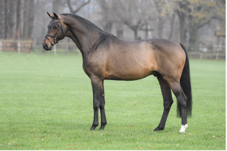 paard-conthargos-132443.png