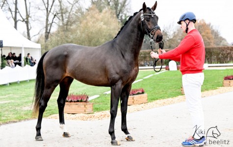 paard-globalhope-stand-kiki-20222x.jpeg