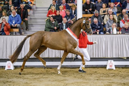 paard-juwelmuenster21weg1429equitaris.jpeg