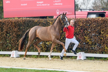 paard-juwelmuenster21weg278equitaris.jpeg
