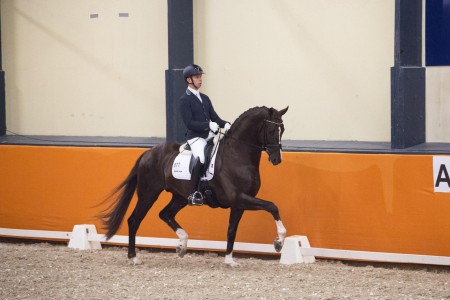 paard-kyton-website-ermelo-min-scaled.jpeg