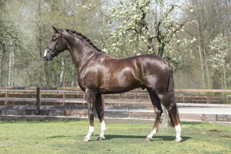 paard-kyton-website-stand-min-scaled.jpeg