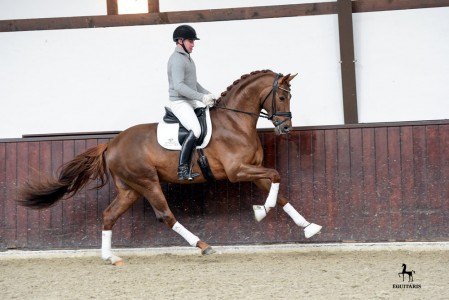 paard-lv-175650.jpg