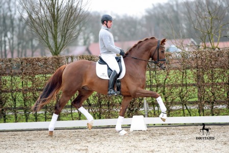 paard-lv-175713.jpg