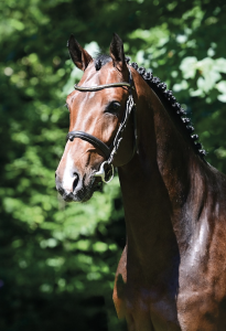 paard-schermafbeelding-2022-01-28-om-134720.png