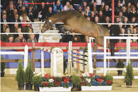 paard-schermafbeelding-2022-01-28-om-135805.png