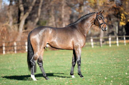paard-schermafbeelding-2022-01-28-om-135847.png