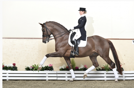 paard-schermafbeelding-2022-01-28-om-143417.png