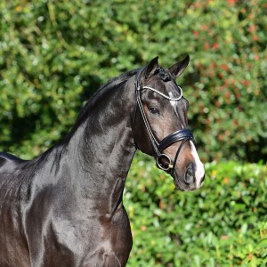 paard-sebastinodsc73401920x1920.jpeg