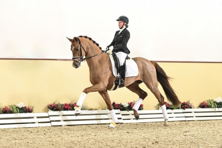 paard-viva-romance-01-24-063691920x1920.jpg