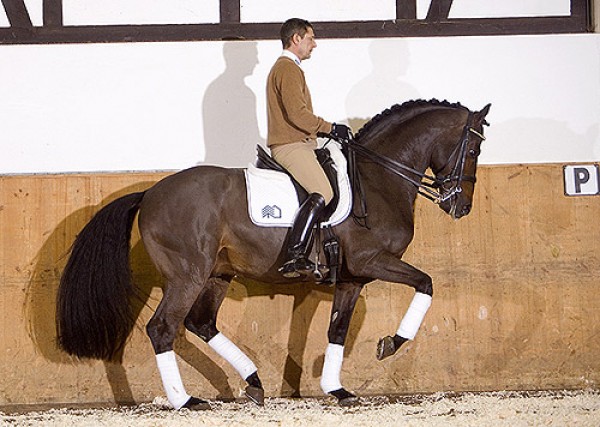 Carabas op showavond Holsteiner Verband