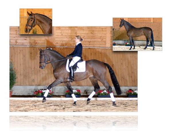 Chatman (v. Compliment) ook op hengstenshow