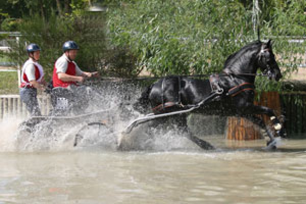 Belgisch Kampioen 2006 MAESTRO geeft demonstratie op Hengstenshow