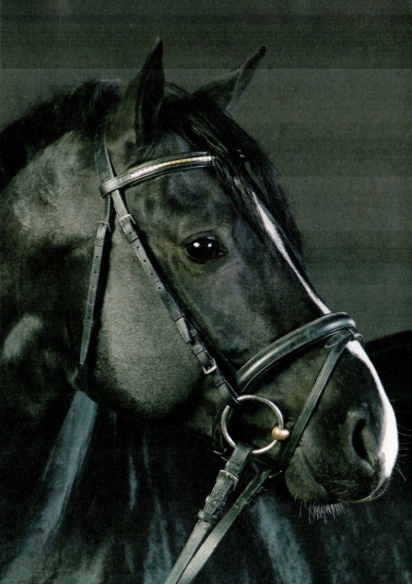 Hochfein, Qualiano en Diamond Star vervoegen collectie