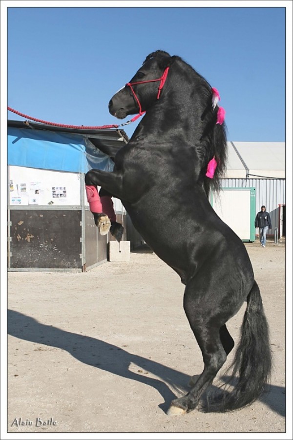 De hengst SPIRIT ook op hengstenshow