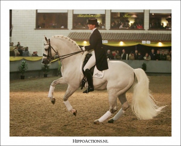 Vol huis gisteren voor onze hengstenshow