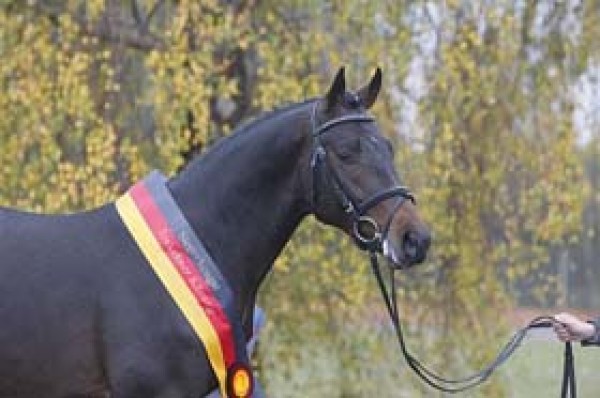 Siegerhengst Trakehnerkeuring naar Landgestüt Marbach