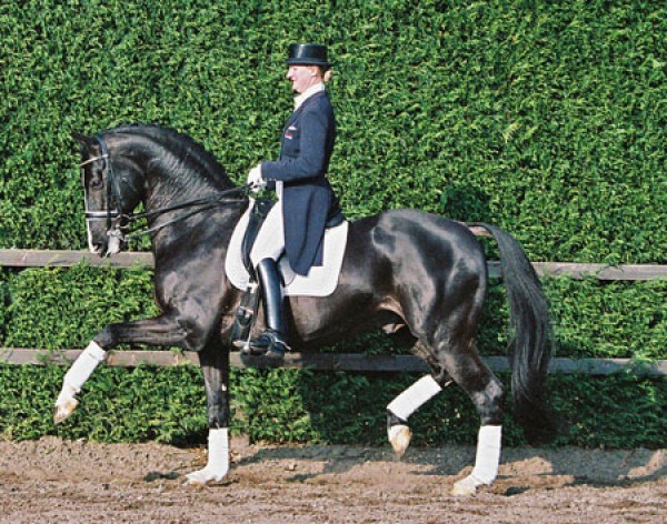 Grand-Prix hengst MAESTRO vervoegt collectie.