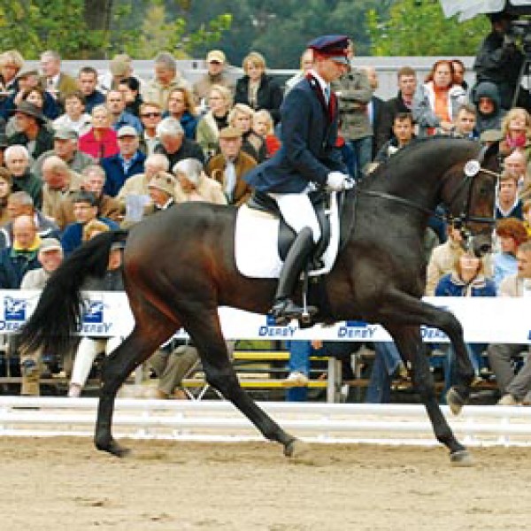 Ook LORD FANTASTIC op hengstenshow