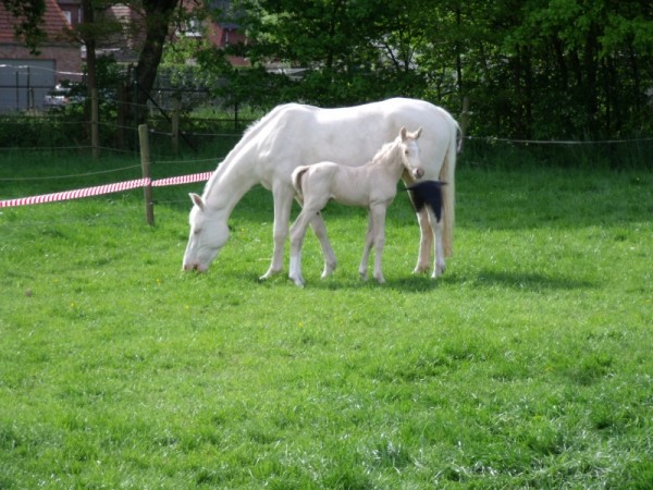 Wereldprimeur: Palominoveulen van Don Laurie II..