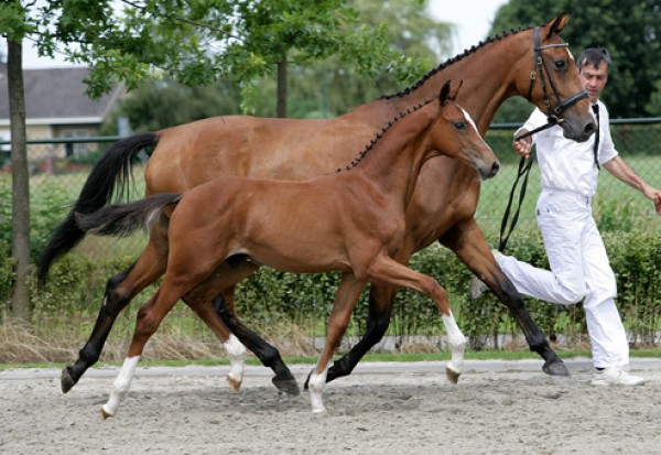Rubin Cortes veulen in veulenveiling Brabant (NL)