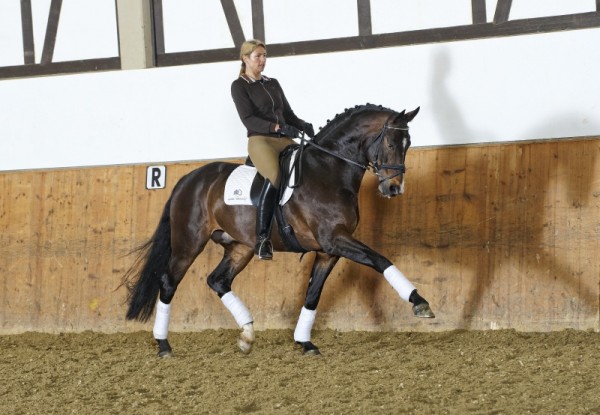 Sungold en Cassitano succesvol in Wiesbaden