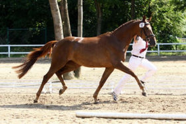 Samba Hit II dochter wint Elite-merriekampioenschap in Prussendorf!