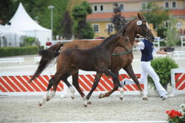 Lord Fantastic en San Muscadet leveren kampioensveulens finale Deutsches Sportpferd
