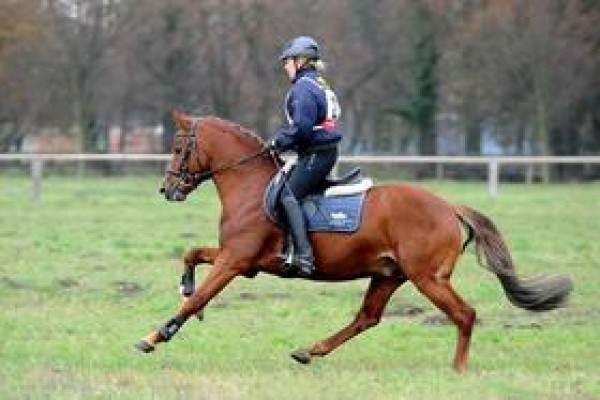 Quaterback Junior wint Hengstenproeven bij de ponys!