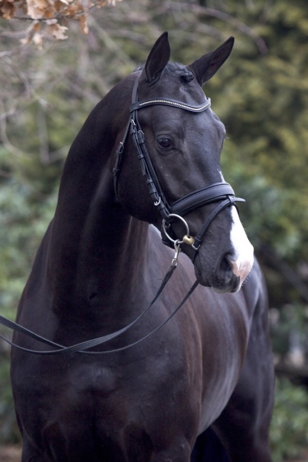 Everdale