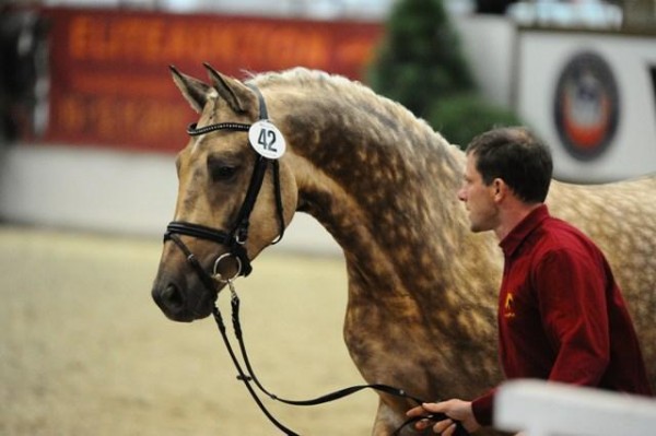Quasi Gold ook op hengstenshow !