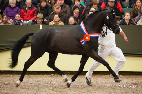 Bolero is dé kampioen van Nederland bij de Welsh!