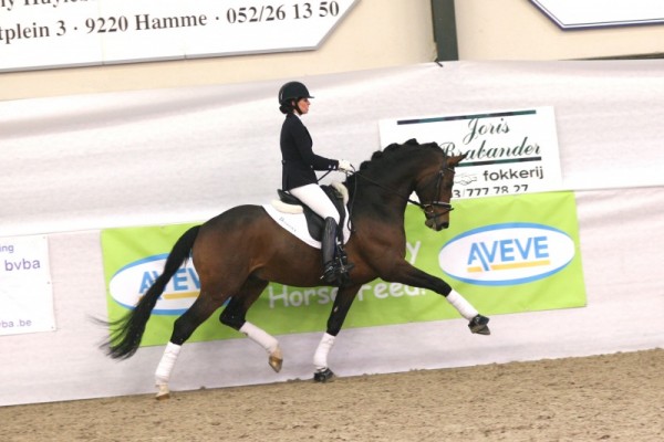 Quaterdance brilliant op hengstenshow in Moerzeke!