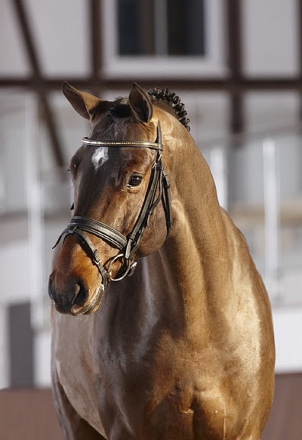 Cassitano vanaf heden beschikbaar dmv vers sperma