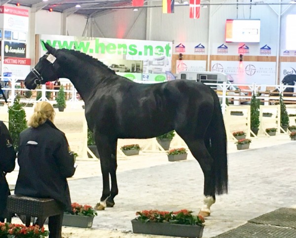 Bagoniebos-fokkers goed vertegenwoordigd op BWP keuring!